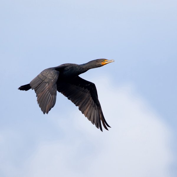 Double-crested Cormorant