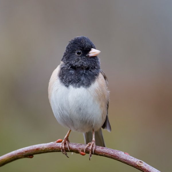 Dark-eyed Junco