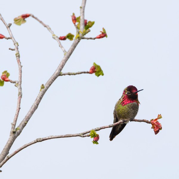 Anna's Hummingbird