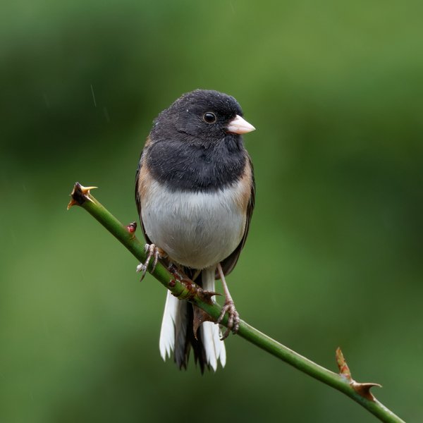 Dark-eyed Junco