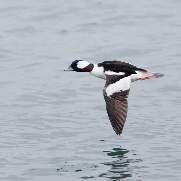 Bufflehead