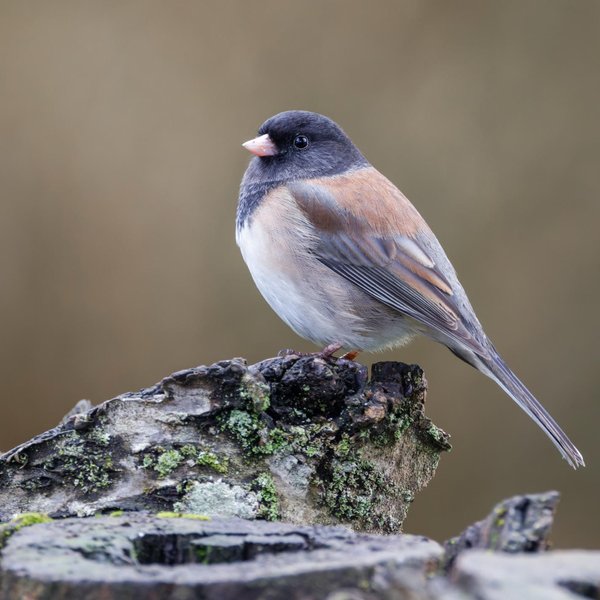 Dark-eyed Junco
