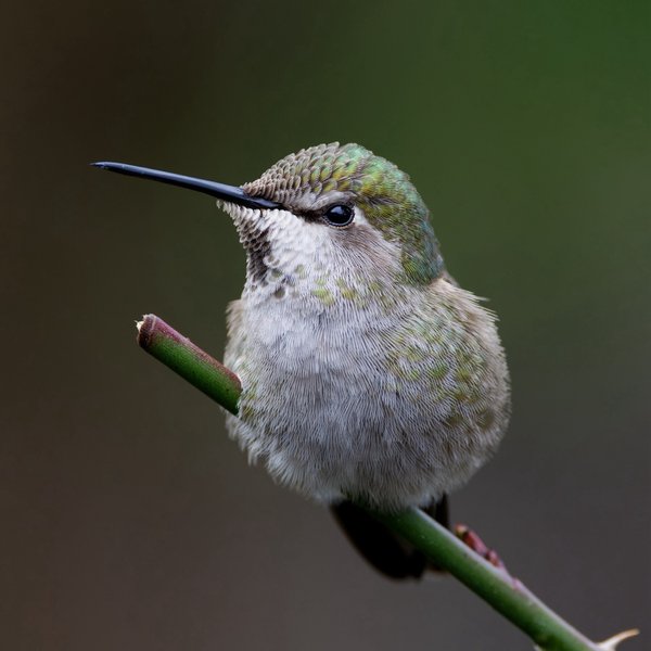 Anna's Hummingbird