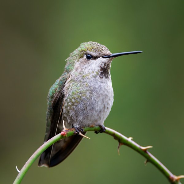 Anna's Hummingbird