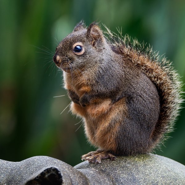 Douglas Squirrel