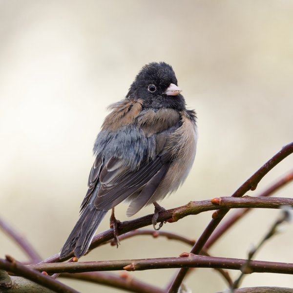Dark-eyed Junco