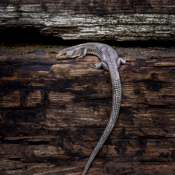 Northern Alligator Lizard