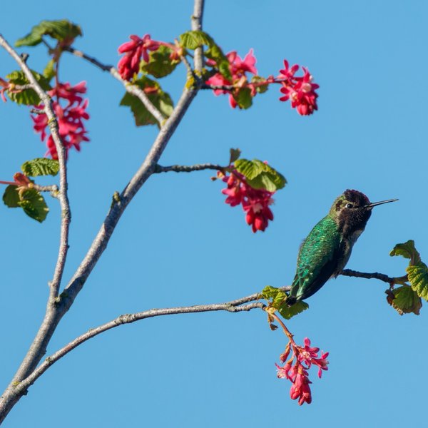 Anna's Hummingbird