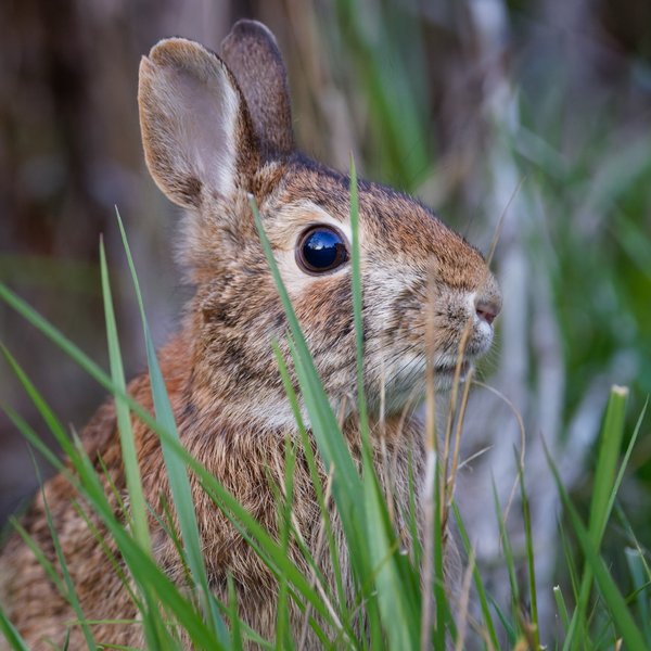 Eastern Cottontail