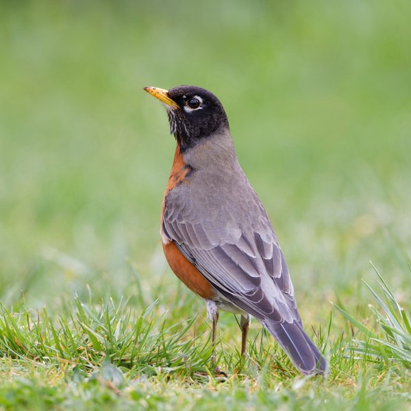 American Robin