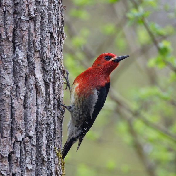 Red-breasted Sapsucker