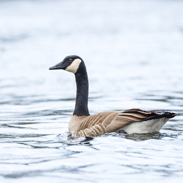 Canada Goose