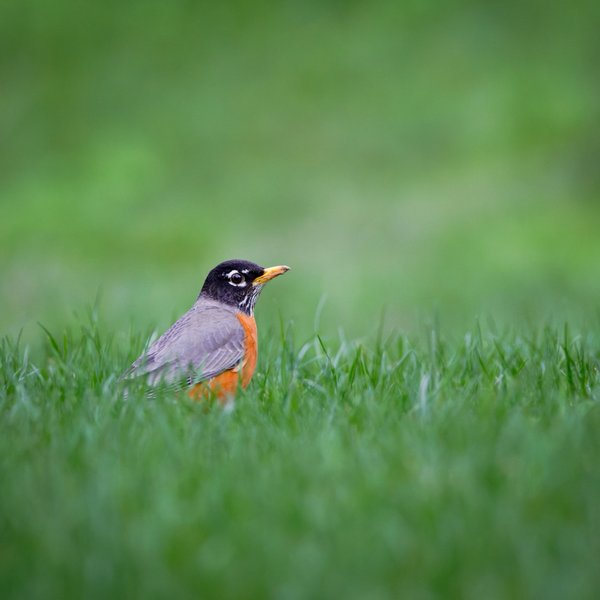 American Robin