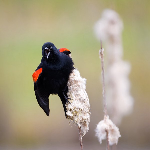 Red-winged Blackbird