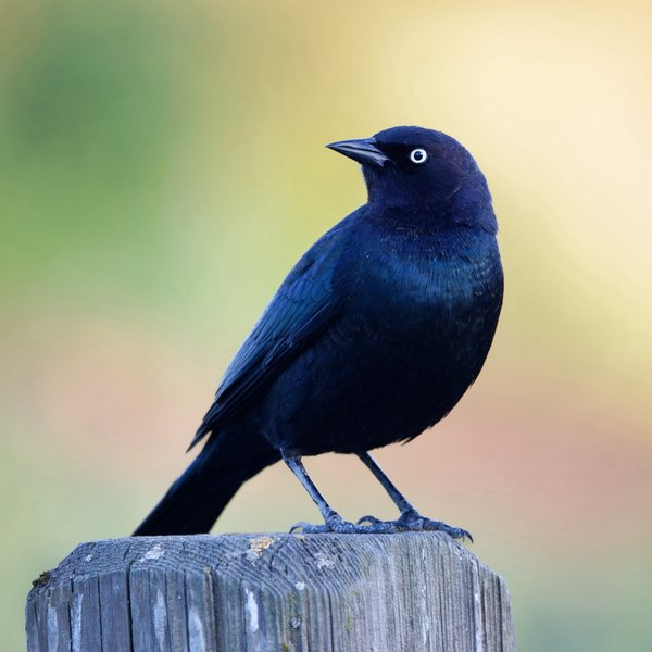 Brewer's Blackbird