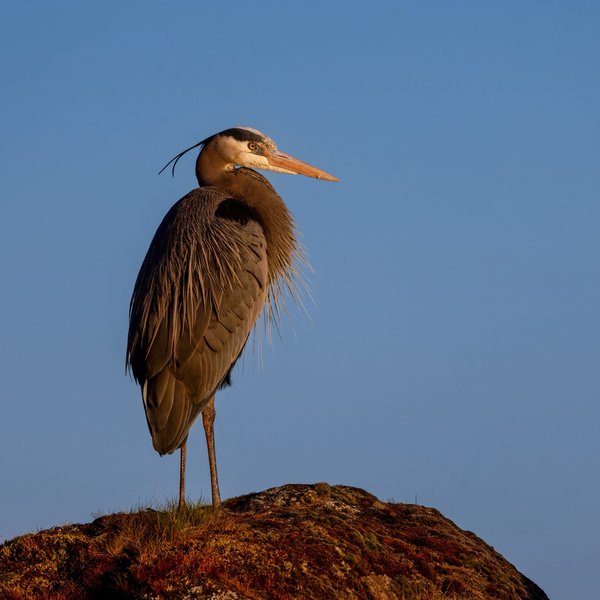 Great Blue Heron