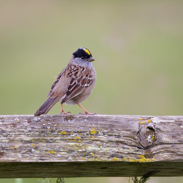 Golden-crowned Sparrow