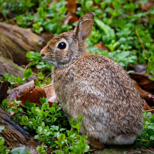 Eastern Cottontail
