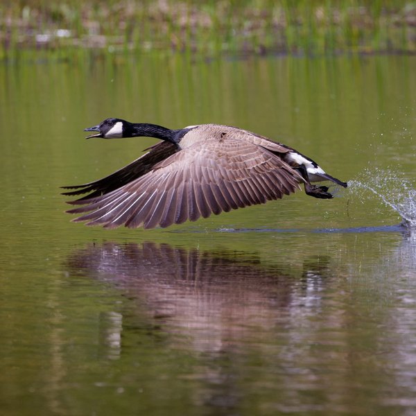 Canada Goose