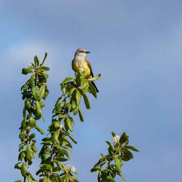 Western Kingbird