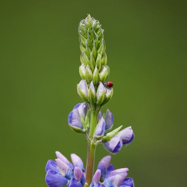 Western Blood-red Lady Beetle