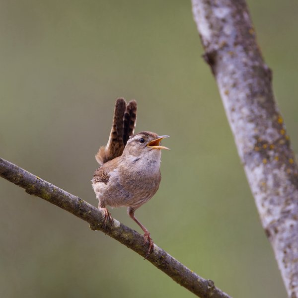 Marsh Wren