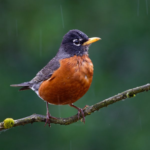 American Robin