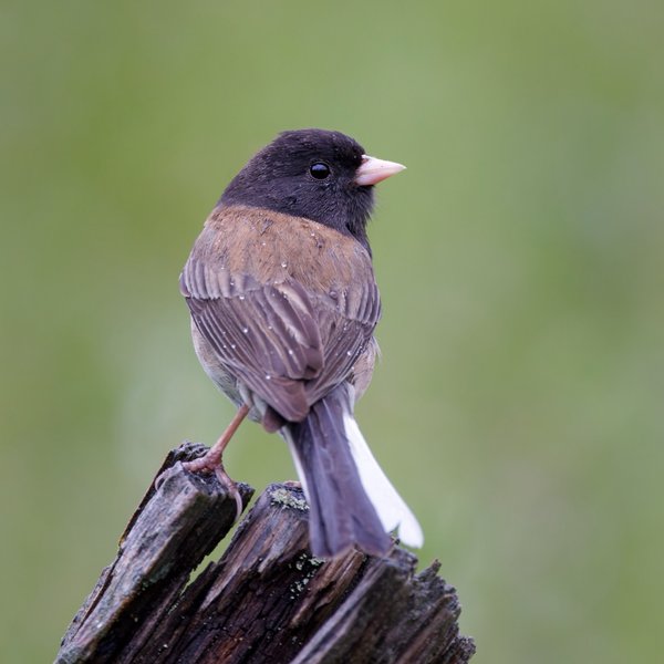Dark-eyed Junco