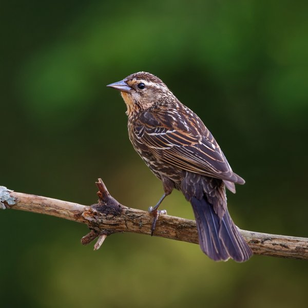 Red-winged Blackbird