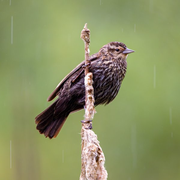 Red-winged Blackbird