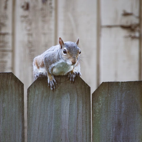 Eastern Gray Squirrel