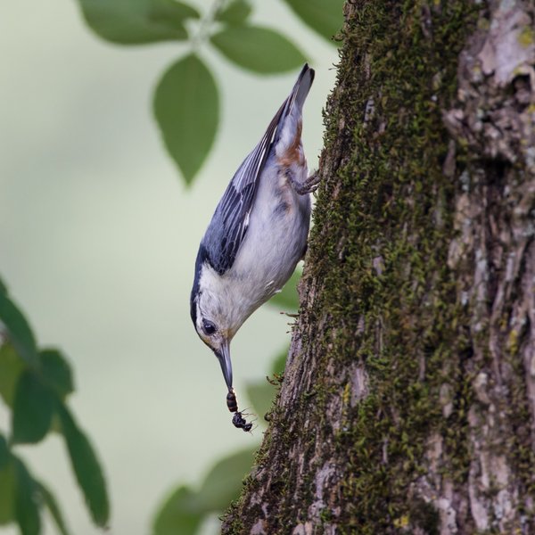 White-breasted Nuthatch