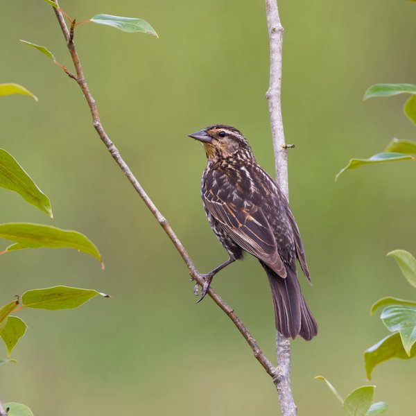 Red-winged Blackbird