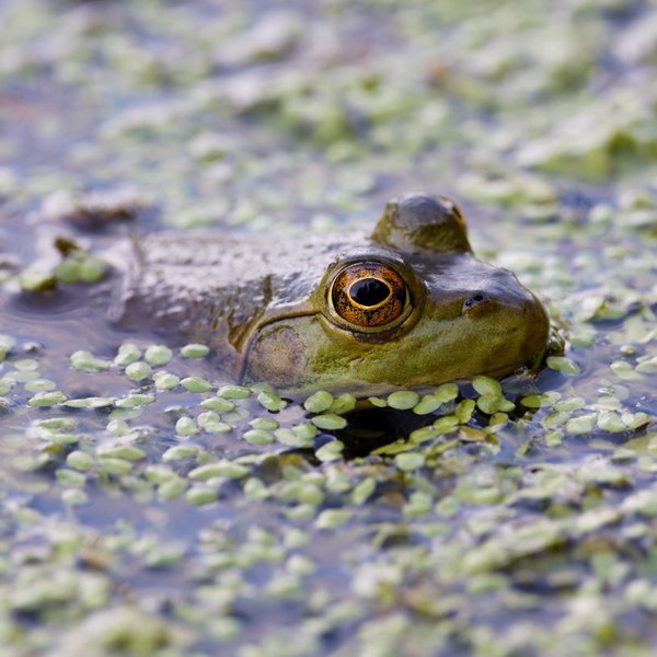 American Bullfrog