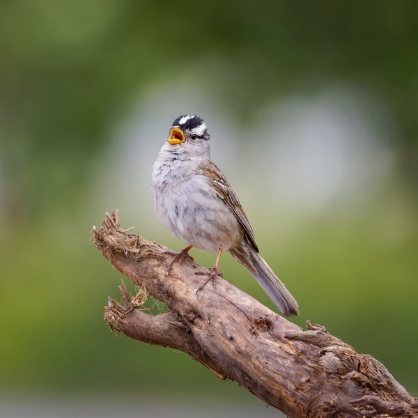 White-crowned Sparrow
