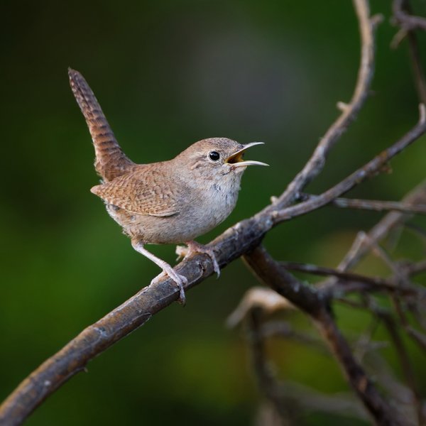 House Wren