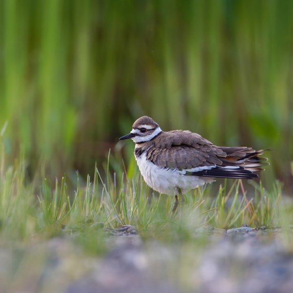 Killdeer