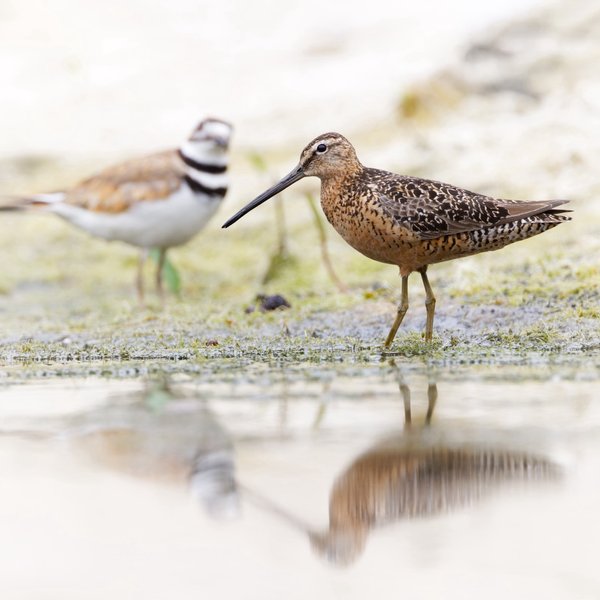 Long-billed Dowitcher