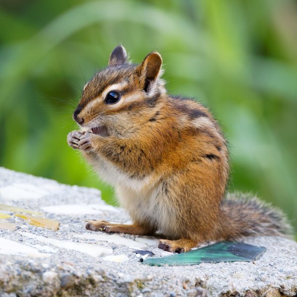 Townsend's Chipmunk