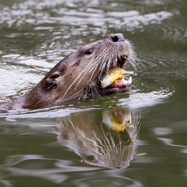 North American River Otter