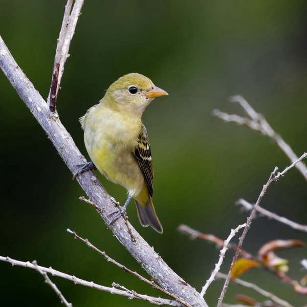 Western Tanager
