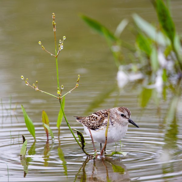 Least Sandpiper