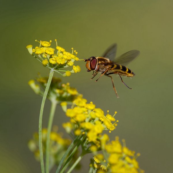 Hoverfly