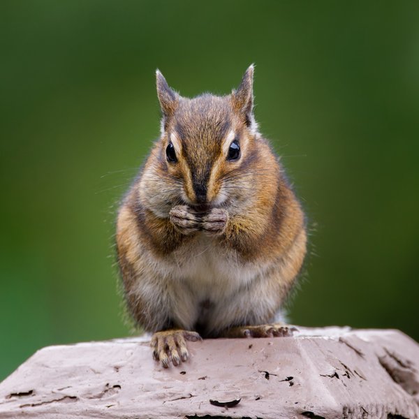 Townsend's Chipmunk