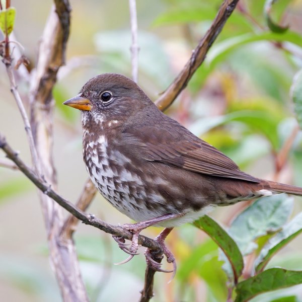 Fox Sparrow