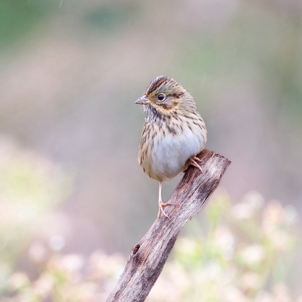 Lincoln's Sparrow