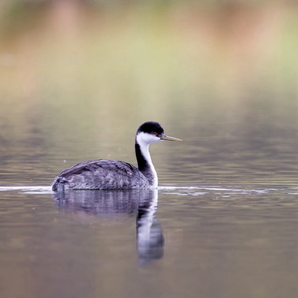 Western Grebe
