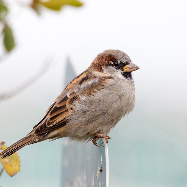 House Sparrow