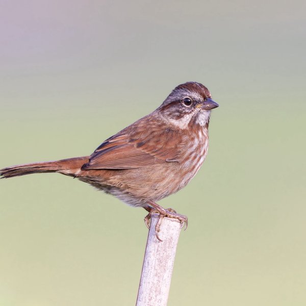 Song Sparrow