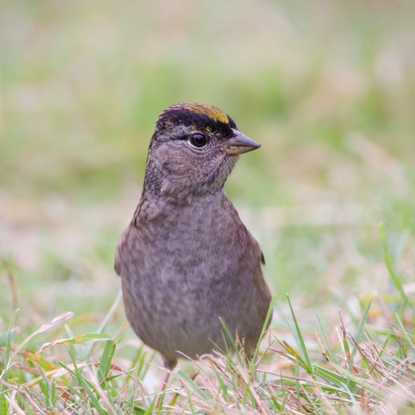 Golden-crowned Sparrow